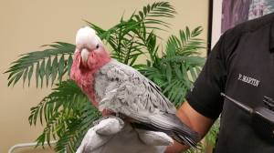 Rose Breasted Cockatoo named Pinky. Photo: Pinecrest Police and the The Village of Pinecrest