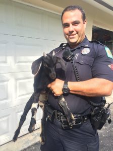 Stanley the pet goat. Photo: Pinecrest Police and The Village of Pinecrest