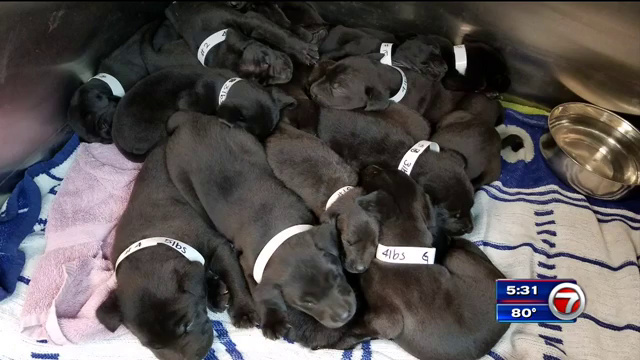 little paws of love rescue